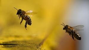 Honigbienen auf dem Weg zurück in den Bienenkasten