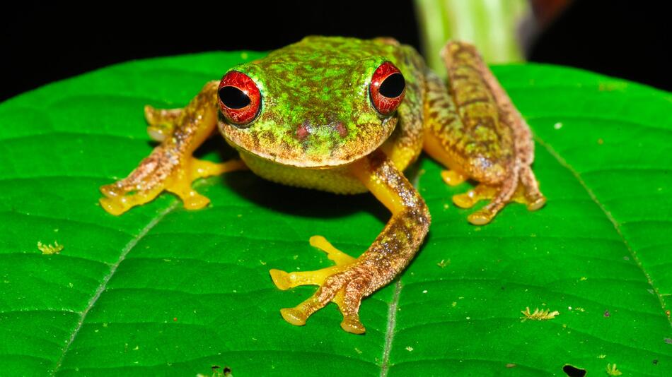 Frosch - Amphibienkiller Chytridiomykose