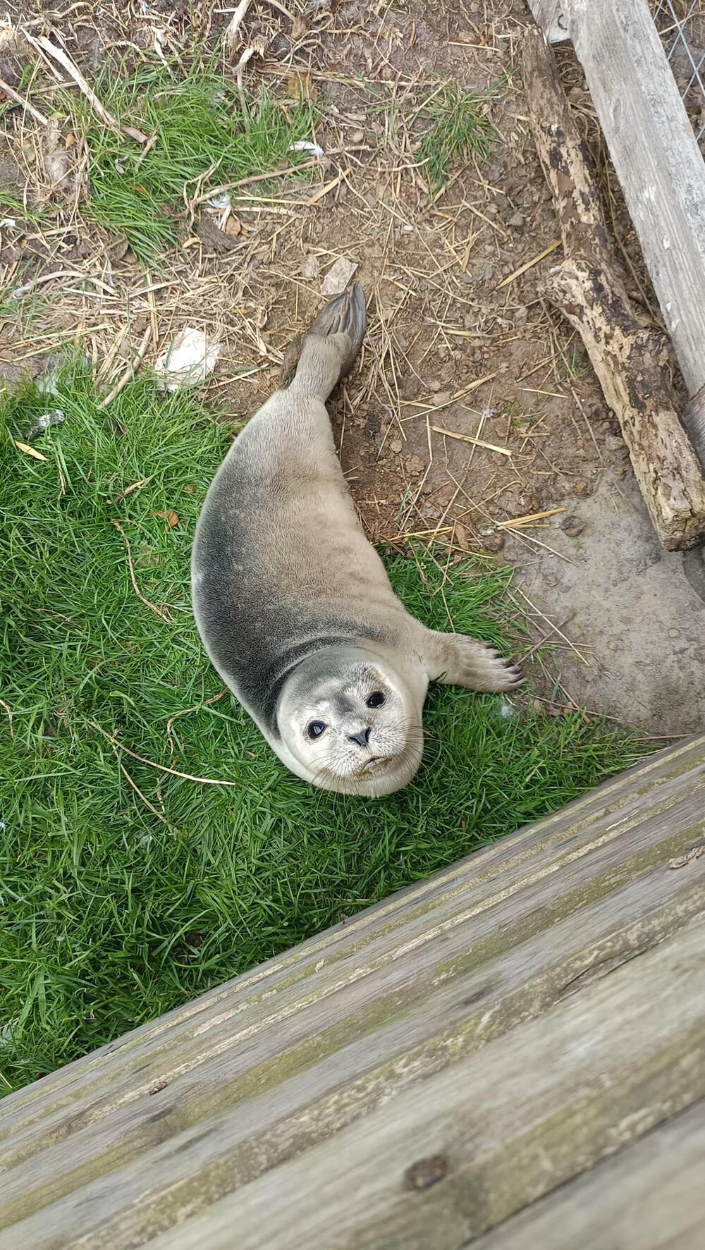 Ein Seehundbaby im Garten