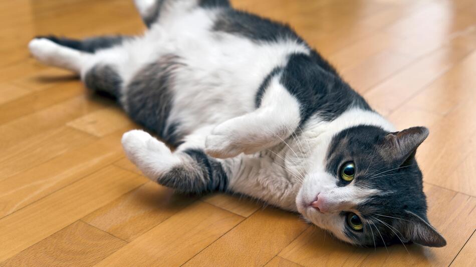 Katze rollt über den Boden