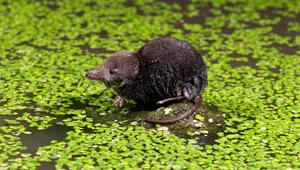 Wasserspitzmaus