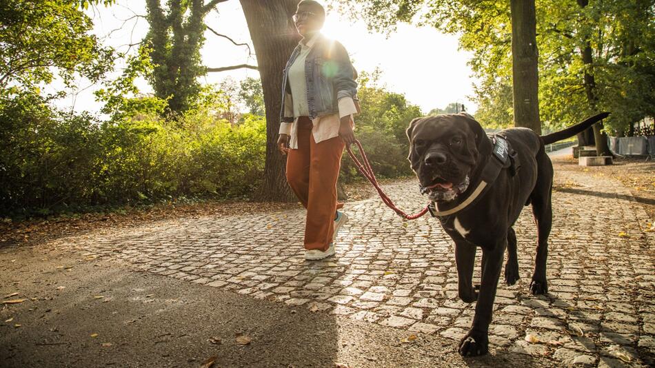 Frau geht mit ihrem Hund im Park spazieren