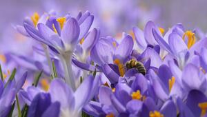 Frühjahr Töpfe bepflanzen