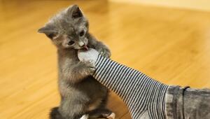 Katze greift Socken an