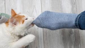 Katze greift Socken an