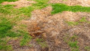 Trockener Rasen