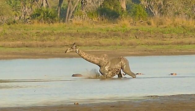 Krokodile lauern: Giraffe kämpft im Schlamm ums Überleben