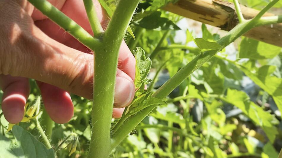 KORREKTUR! Für eine pralle Ernte: Darum sollten Sie ihre Tomatenpflanzen ausgeizen