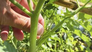 KORREKTUR! Für eine pralle Ernte: Darum sollten Sie ihre Tomatenpflanzen ausgeizen