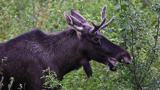 Der überzeugende tierische Kurz-"Wahl-Österreicher"