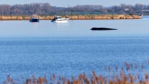 Buckelwal sitzt vor Insel Poel fest