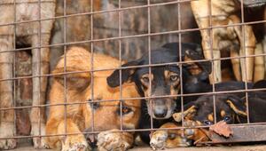 Missbrauchte Hunde in Uganda