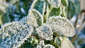 Kräuter überwintern