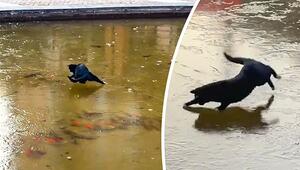 Fische zum Greifen nahe: Katze verzweifelt an zugefrorenem Teich