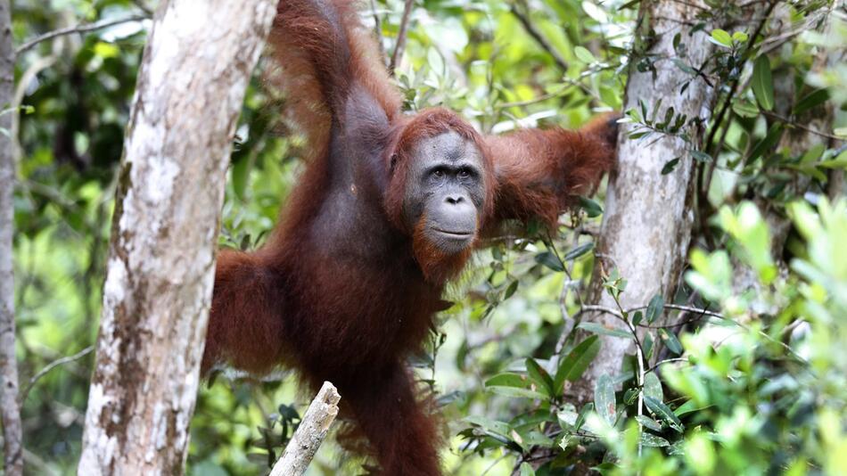 Orang-Utan auf Borneo