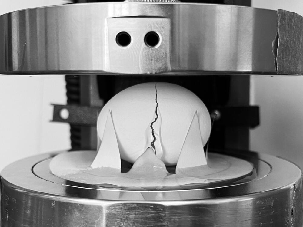 Forscher haben Zerbrechlichkeit von Eiern untersucht