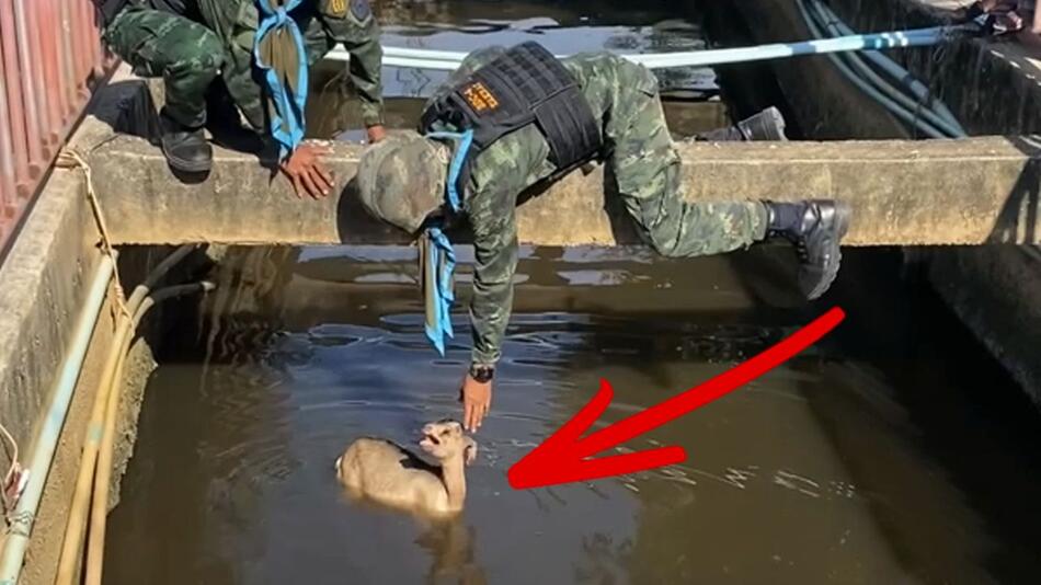Besonderer Einsatz: Spezialeinheiten müssen sture Ziege aus Kanal retten