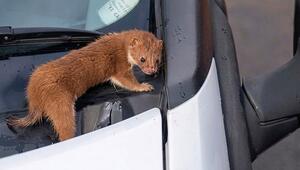 Ungebetener Mitfahrer: Baummarder krabbelt plötzlich auf Windschutzscheibe herum