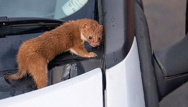 Ungebetener Mitfahrer: Baummarder krabbelt plötzlich auf Windschutzscheibe herum