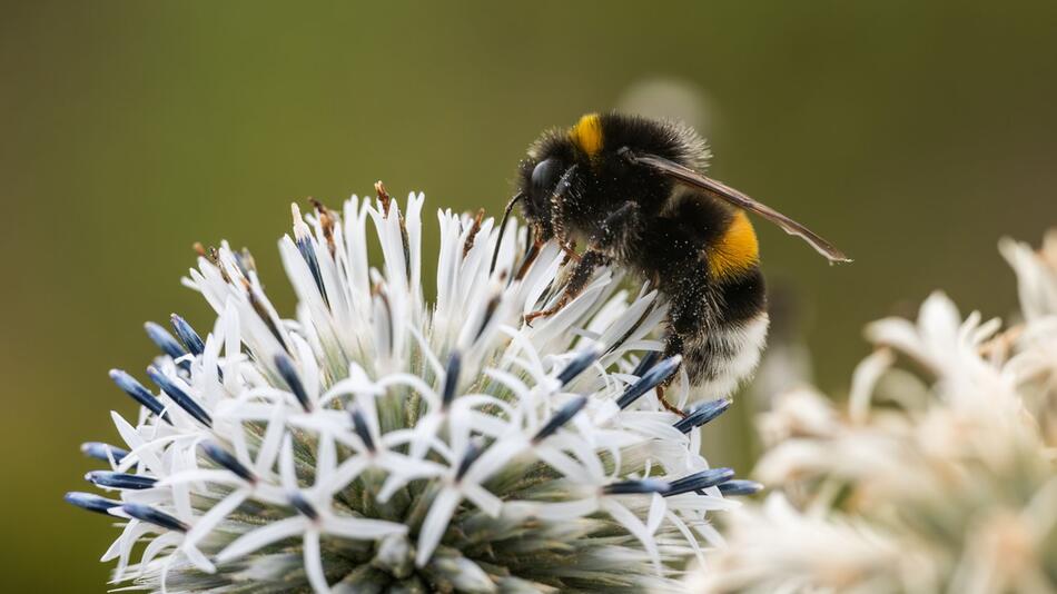 Wildbienen bedroht.