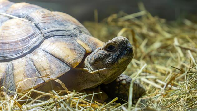 Schildkröte auf Heu
