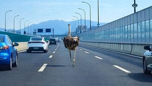 Ungewöhnlicher Verkehrsteilnehmer: Strauß läuft mitten auf Autobahn in China