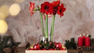 Amaryllis