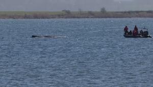 Gestrandeter Wal: Atmung inzwischen schwächer