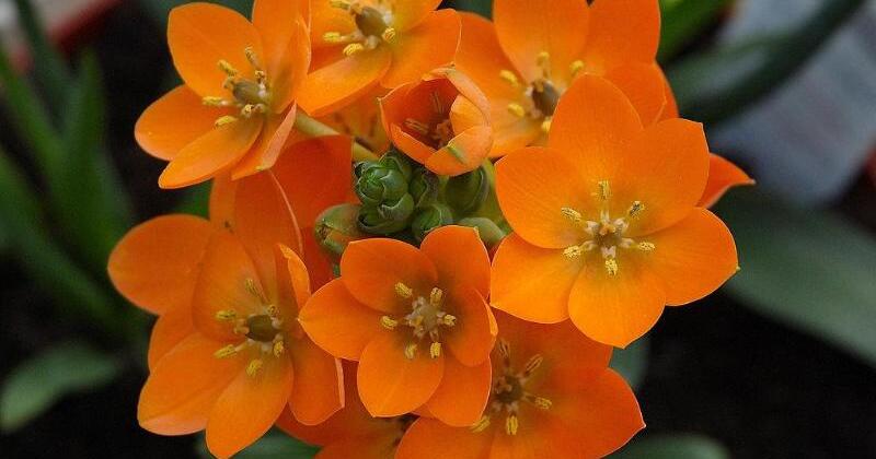 Stern von Bethlehem zur Winterruhe unter die Küchenspüle stellen | GMX.AT