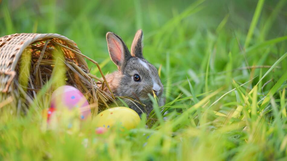 Osterhase