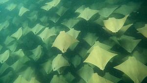 Magischer Moment: Freitaucher trifft auf hunderte Rochen