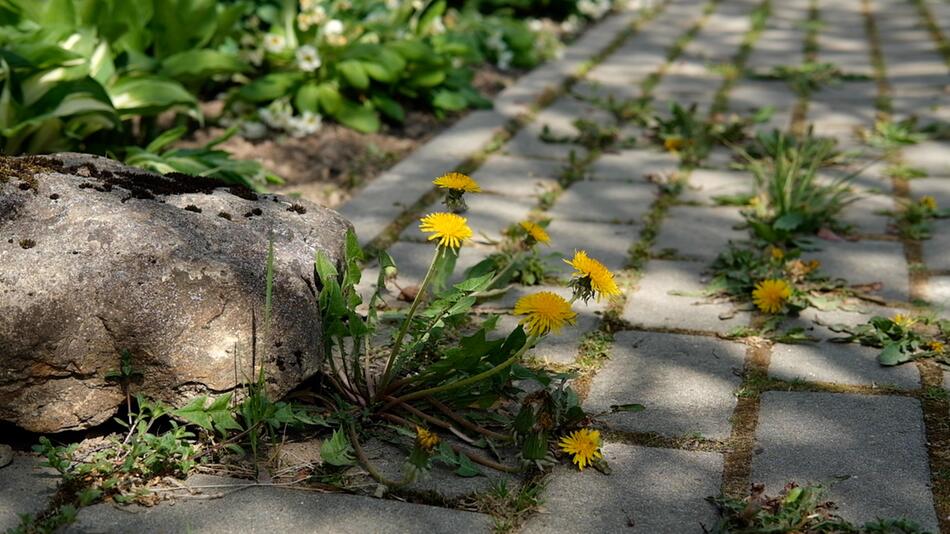 Löwenzahn sprießt aus den Fugen zwischen Steinplatten empor