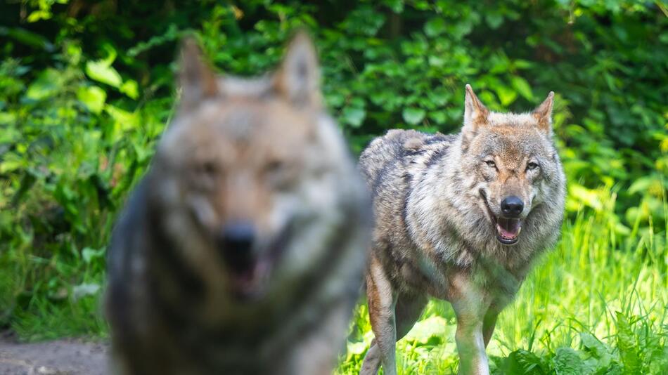 Frau in französischem Safaripark von Wölfen angegriffen