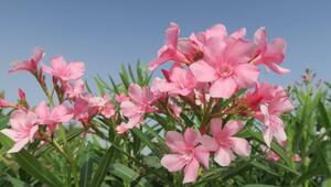 oleander umtopfen