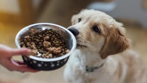 Hundefutter