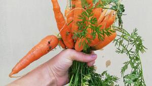 Hand hält einen Bund orangefarbener Karotten mit grünen Blättern vor einem hellen Hintergrund.
