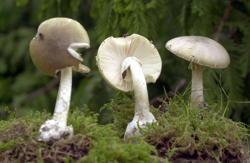 Grüner Knollenblätterpilz
