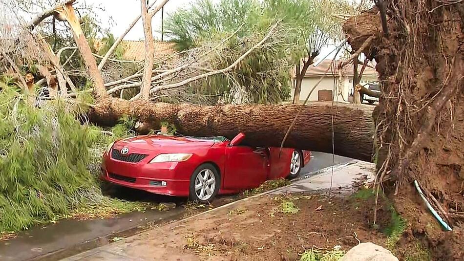 Ein umgestürzter Baum liegt auf einem Auto