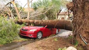 Ein umgestürzter Baum liegt auf einem Auto
