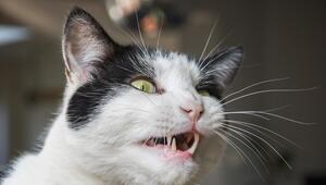 Eine weiße Katze mit schwarzem Fleck an Ohr und Wange öffnet das Maul.