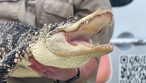 Frau öffnet Zimmer ihres verstorbenen Sohnes – Reptilienexperte muss anrücken