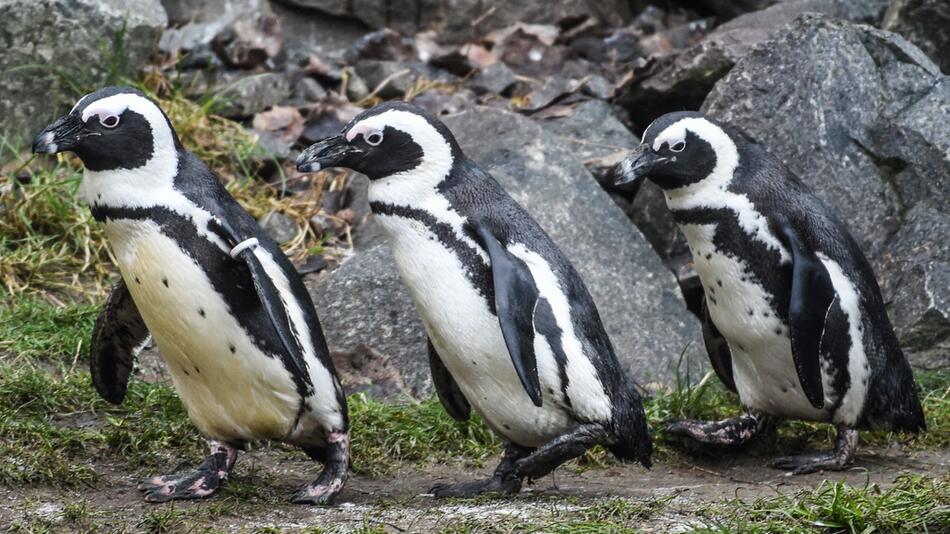 Das Sterben der Brillenpinguine