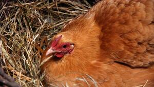 Ein braunes Huhn sitzt in ihrem Nest.