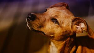 Hund starrt mich an