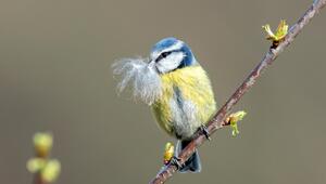 Vogel mit Nistmaterial im Schnabel