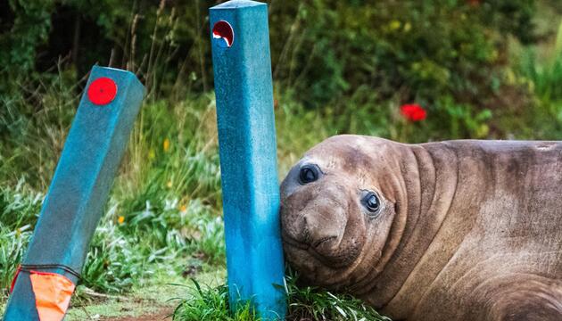 "Neil the Seal" in Tasmanien