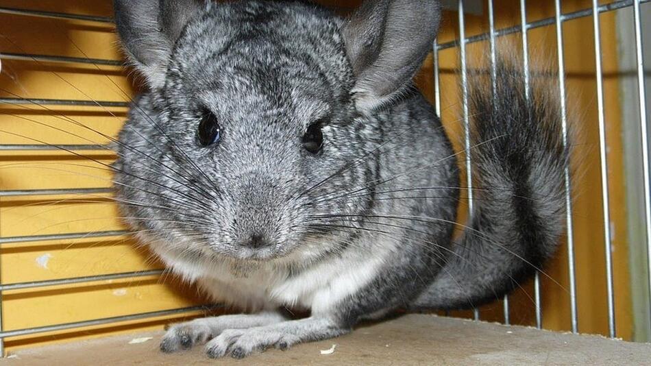 Chinchilla-Pelz