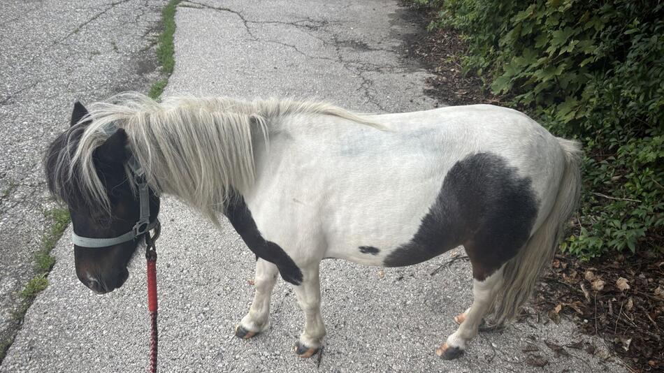 Pony hat sich Klagenfurt angeschaut