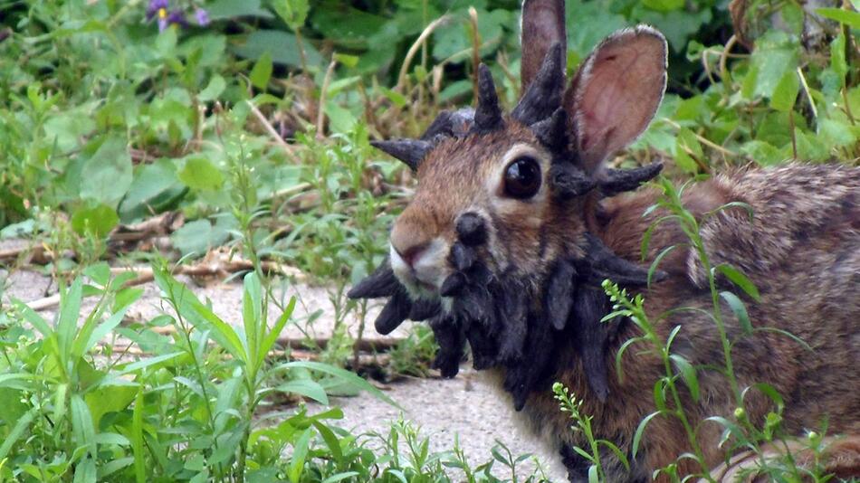Kaninchen Cottontail Papillomavirus