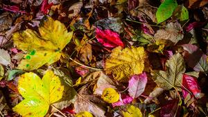 Vom Regen nasses und herbstlich buntes Laub